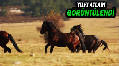 Yılkı Atları Dronlarla 4 Mevsim Görüntülendi