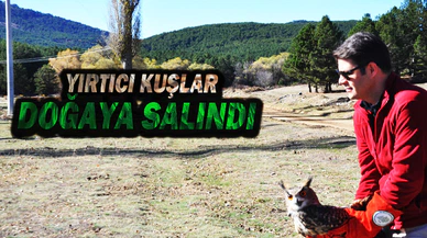 Yırtıcı Kuşlar Ve Keklikler Doğaya Salındı