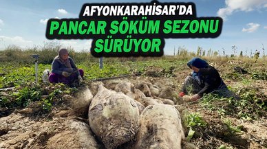 Bir Çok Bölgede Pancarlar Makineler İle Değil Eski Usulle Yani El İle Sökülüyor