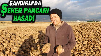 Sandıklı’da Bu Yıl 100 Bin Ton Üzerinde Şeker Pancarı Rekoltesi Bekleniyor