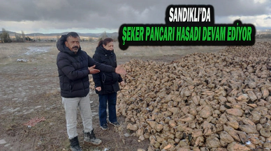Sandıklı’da Şeker Pancarı Hasadı Devam Ediyor