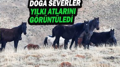 Yüzlerce Yılkı Atı Doğaseverler Tarafından Görüntülendi