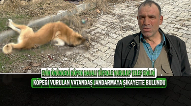 Evin Önündeki Köpek Havalı Tüfekle Vurulup Telef Edildi