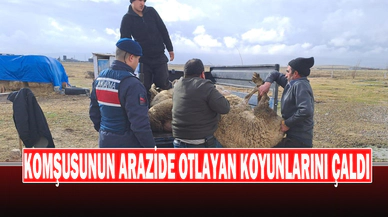 Komşusunun Arazide Otlayan Koyunlarını Çaldı