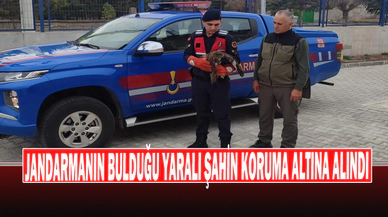 Jandarmanın Bulduğu Yaralı Şahin Koruma Altına Alındı