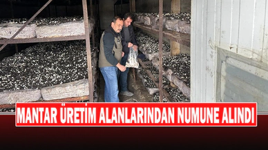 Mantar Üretim Alanlarından Numune Alındı