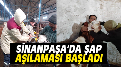 Sinanpaşa’da şap ve brusella aşılaması yapıldı