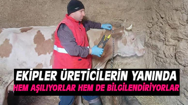 Afyonkarahisar'da şap aşılaması devam ediyor