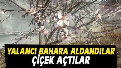 Yalancı bahara aldandılar çiçek açtılar