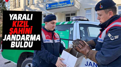 Afyonkarahisar'da yaralı kızıl şahini jandarma buldu
