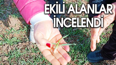 Bayramgazi'de Hububat Ekili Alanlar İncelendi