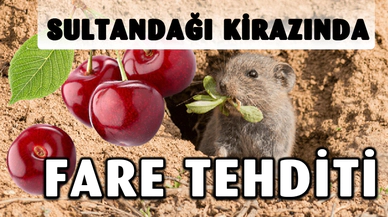 SULTANDAĞI'NDA KİRAZ KRİZİ: 50 BİN FİDAN TEHLİKEDE!