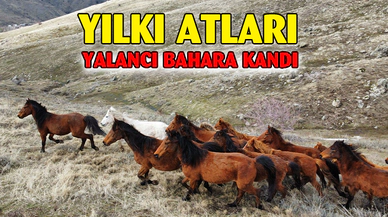 Güneşi gören yılkı atları indikleri yaylalarda havadan görüntülendi