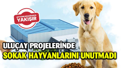 Uluçay sokaktaki canlar için mama üretim tesisi ve barınma merkezi yapacak