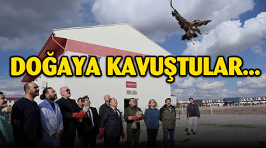 Tedavisi tamamlanan yırtıcı kuşlar doğaya salındı