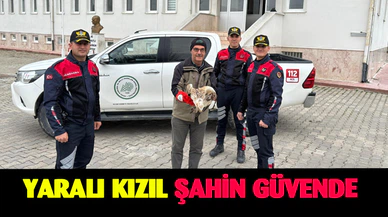 Yaralı kızıl şahini jandarma ekipleri buldu