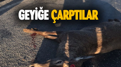 Afyonkarahisar'da geyiğe çarptılar
