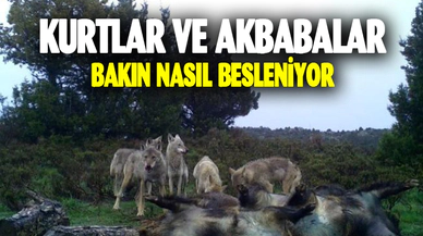 Kurtlar ve akbabalar nasıl besleniyor