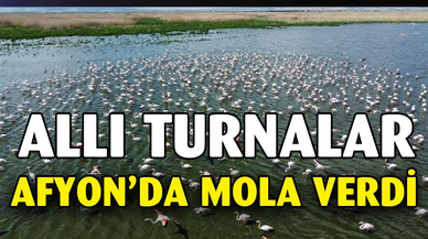 Flamingolar bu yıl da Eber Gölü’nde geçici olarak konakladı