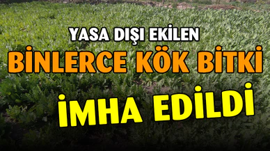 İzinsiz haşhaş eken 4 kişi gözaltına alındı