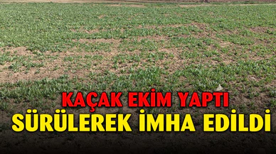 835 bin 750 kök izinsiz haşhaş eken 4 kişi jandarma tarafından yakalandı