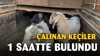 Jandarma çalınan keçileri birkaç saatte bulup sahibine teslim etti
