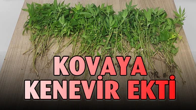 Kova içerisine ekili vaziyette 119 kök Hint keneviri ele geçirildi