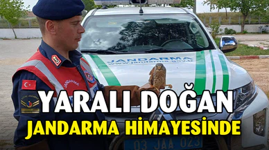 Jandarmanın bulduğu yaralı doğan koruma altına alındı