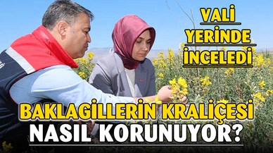Eber Sarısı’nın korunması için başlatılan çalışmalar sürüyor