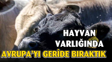 Türkiye hayvan varlığıyla Avrupa’nın zirvesinde