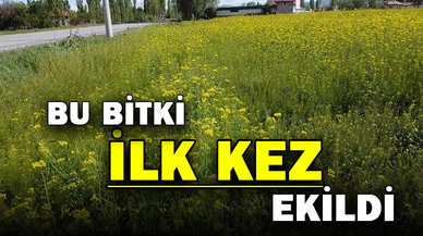 Şuhut’ta ilk defa ekilen ‘lenox’ boy verdi