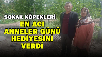 Sokak köpekleri en acı Anneler Günü hediyesini verdi