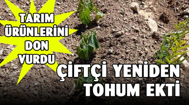 Fasulye ekili alanları don vurdu