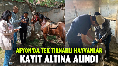 Afyonkarahisar'da tek tırnaklı hayvanlar kayıt altına alındı