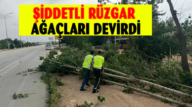 Afyonkarahisar'da şiddetli rüzgar ağaçları devirdi