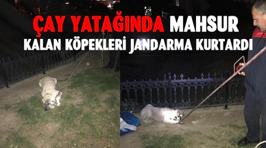 Afyonkarahisar'da çay yatağında mahsur kalan köpekleri jandarma kurtardı