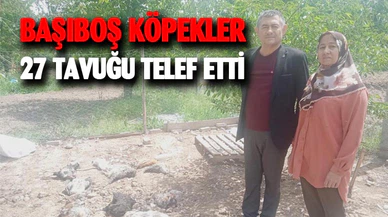Başıboş sokak köpekleri girdikleri kümeste 27 tavuğu telef etti