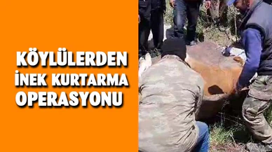 Köylülerden inek kurtarma operasyonu