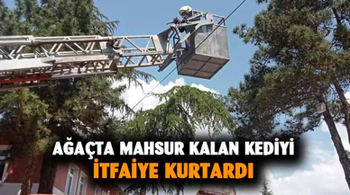Tırmandığı ağaçta mahsur kalan kediyi itfaiye kurtardı
