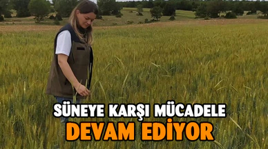 Süneye karşı mücadele devam ediyor