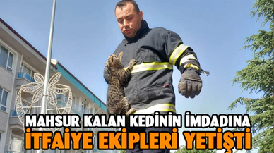 Şuhut’ta kedi kurtarma operasyonu