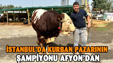 İstanbul’da kurban pazarının şampiyonu Afyon’dan