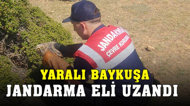 Jandarmanın bulduğu yaralı baykuş tedavi altına alındı