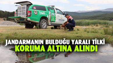 Jandarmanın bulduğu yaralı tilki koruma altına alındı