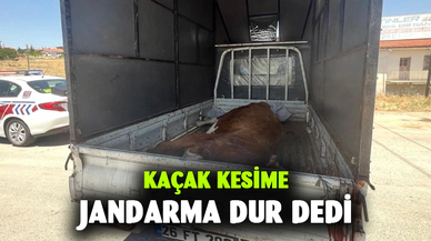Jandarma kaçak kesildiği belirlenen büyükbaş hayvan ele geçirdi
