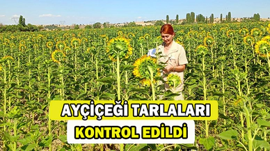 Ayçiçeği tarlaları kontrol edildi