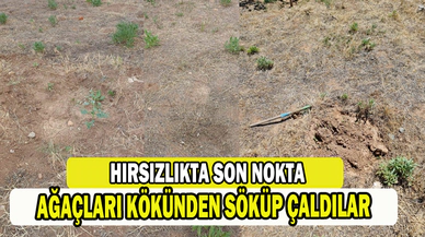 Bu da oldu: Ağacı sökerek çaldılar 