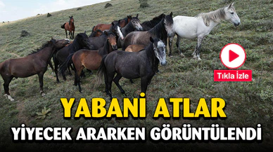 Yiyecek arayan yılkı atları havadan görüntülendi