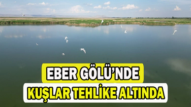Eber Gölü'nde su seviyesinin azalması kuş türlerini olumsuz etkiledi 