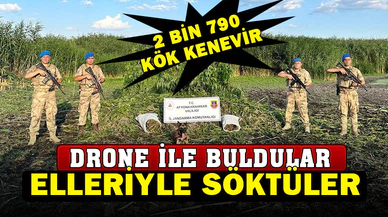 Sazlıkların arasına ekilen binlerce kök keneviri jandarma dron ile buldu